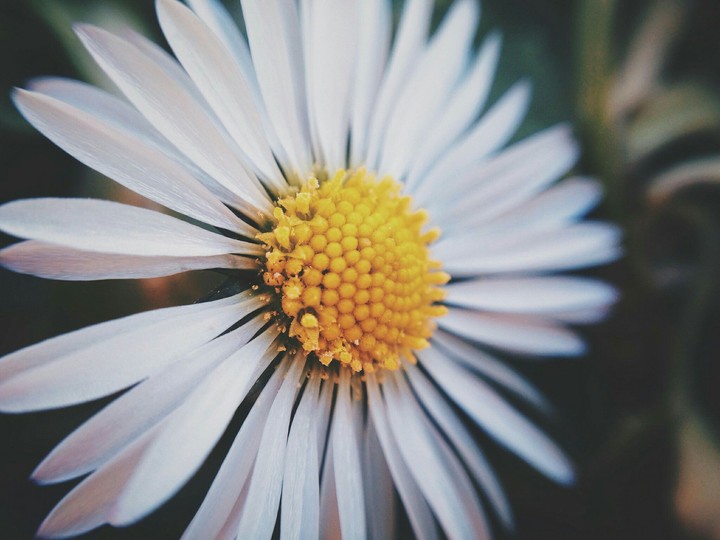 Pretty Daisy