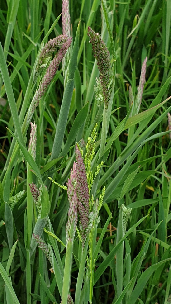 grasses