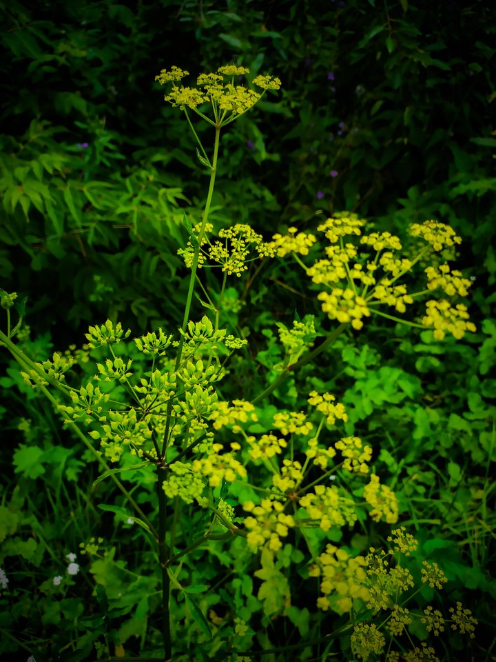 nature