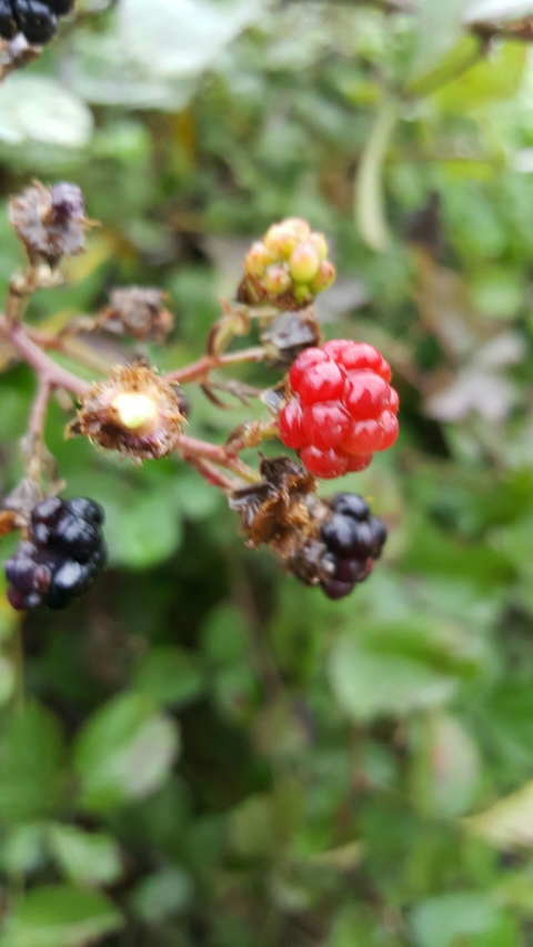 berry