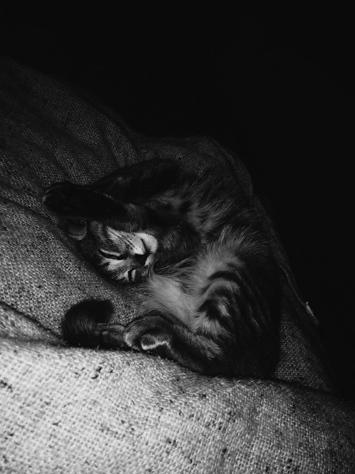 cat