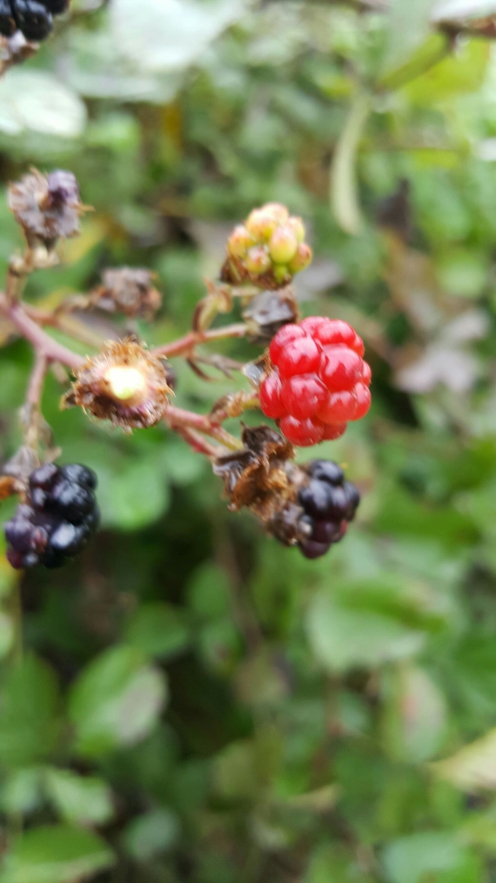 berry