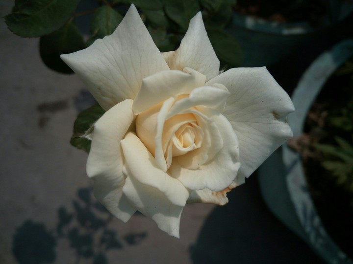 White Rose