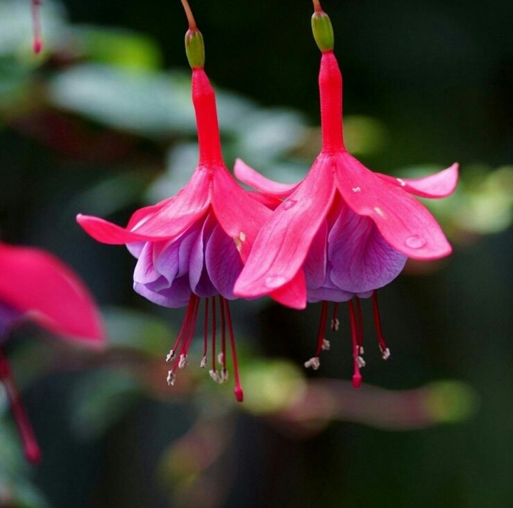 Fuchsia