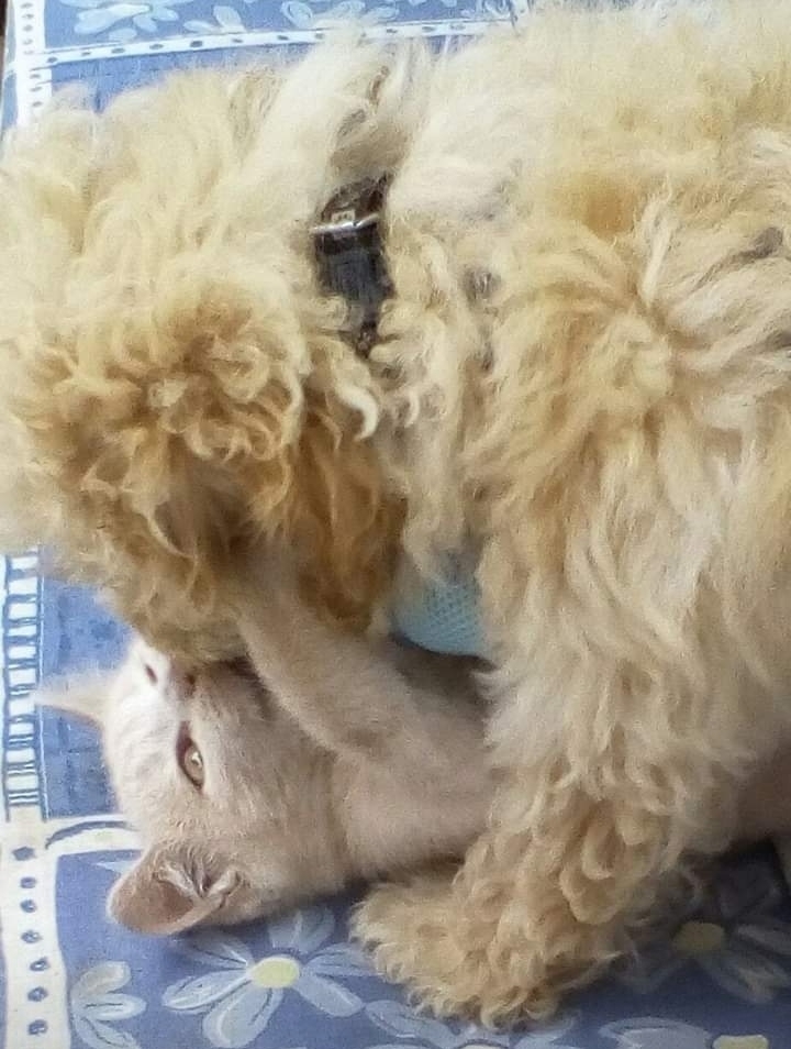 Teddy and Mici