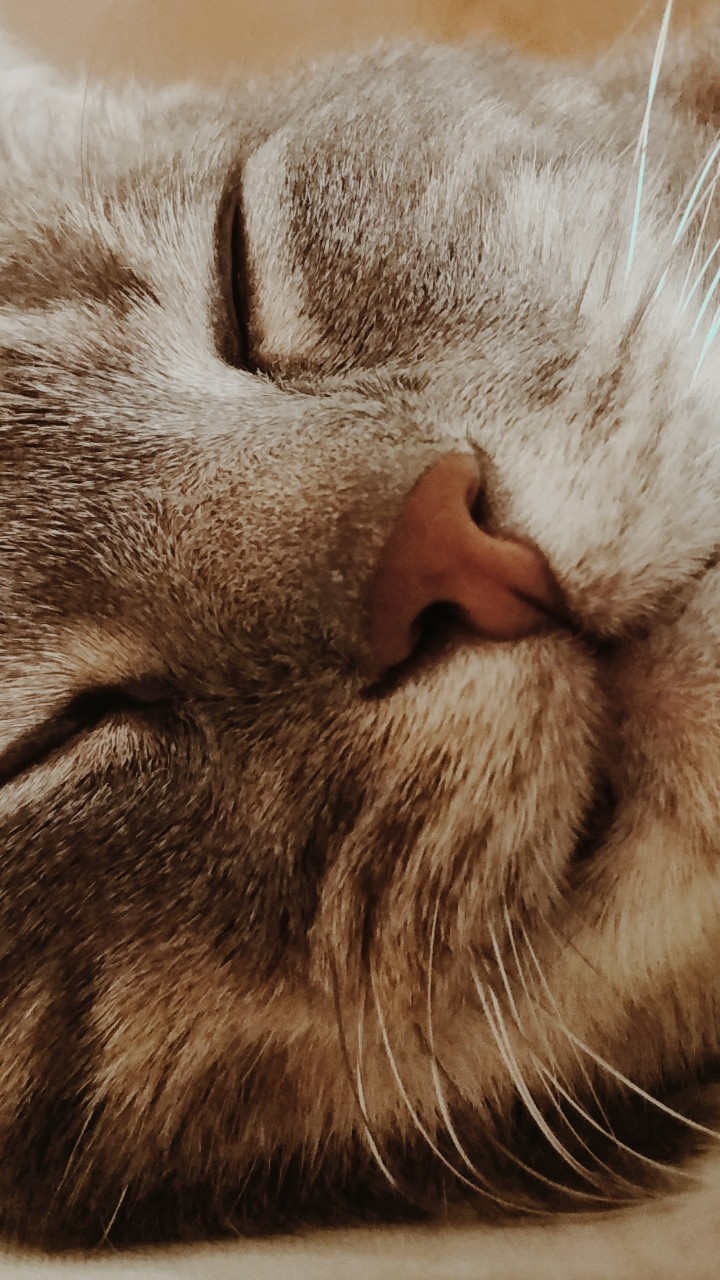 котик