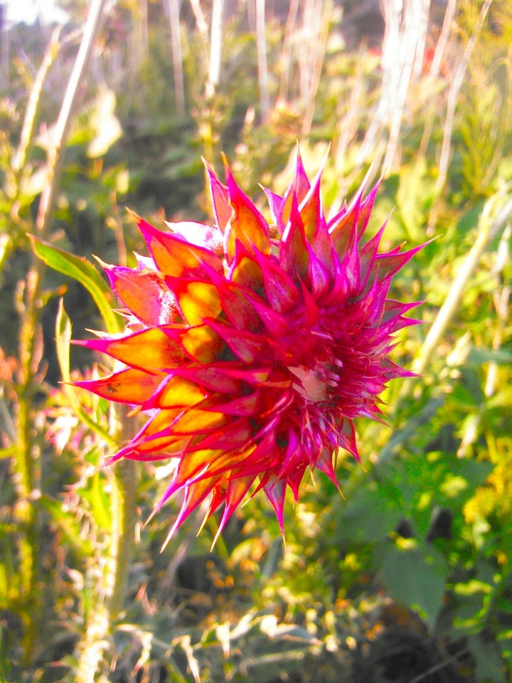 Thistle Flower
