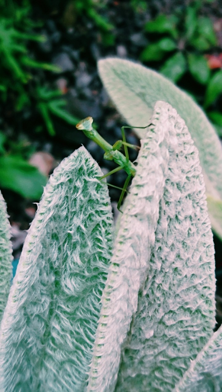 カマキリ