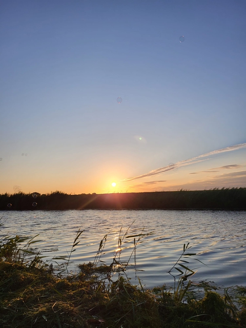 ταπετσαρίες sunset, plant