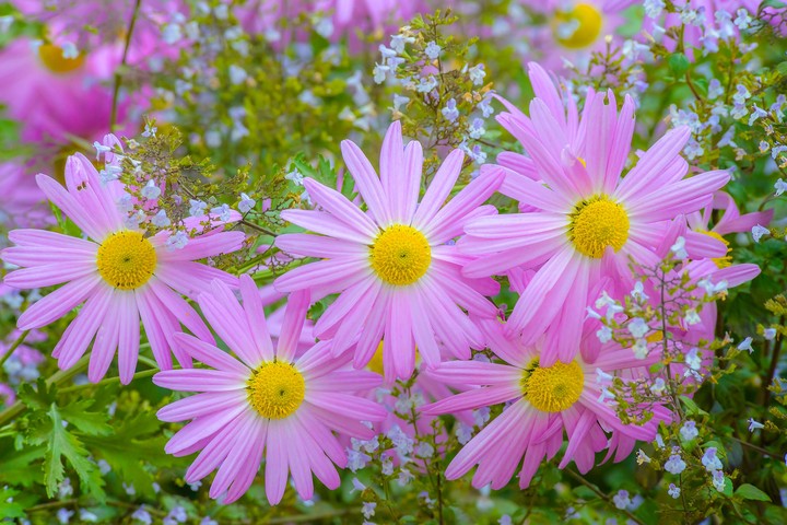 Flovers