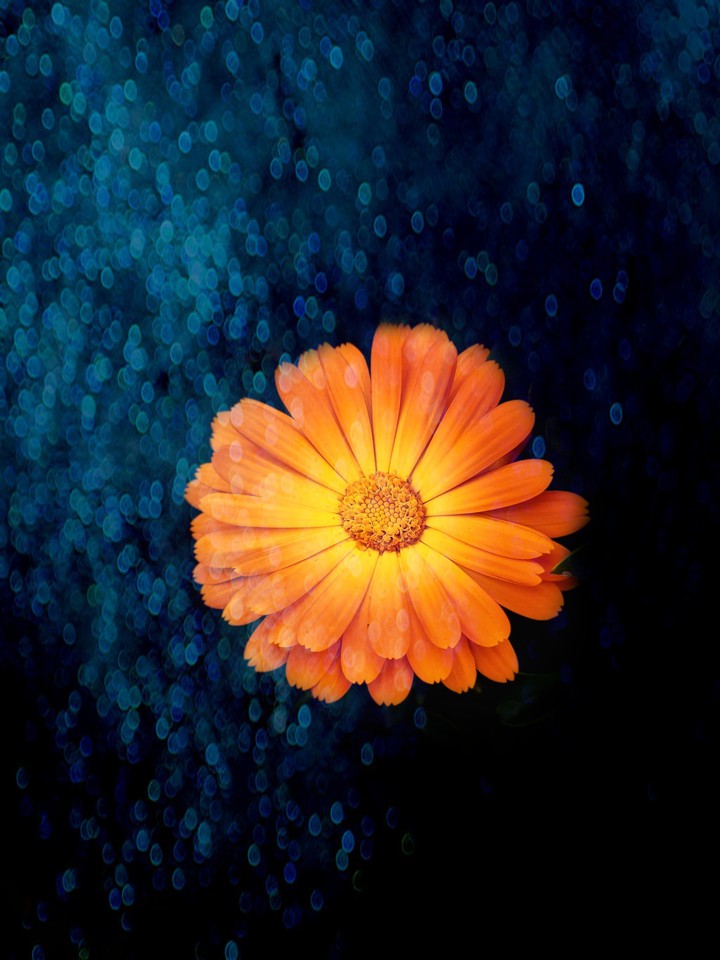Amoled flower
