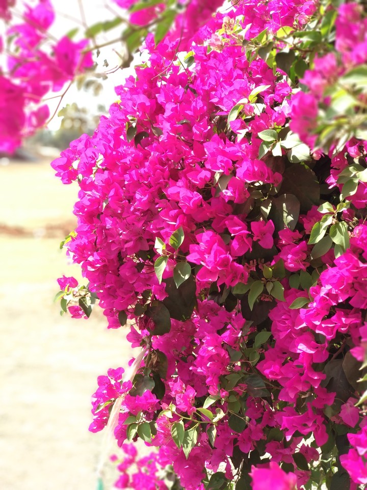 Pink flowers