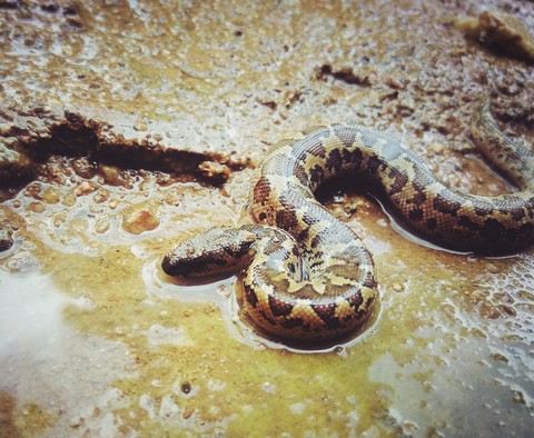 snake