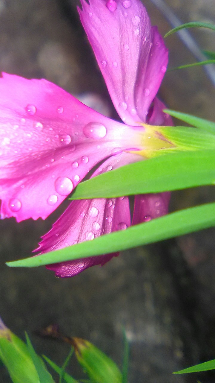 flower with water drops