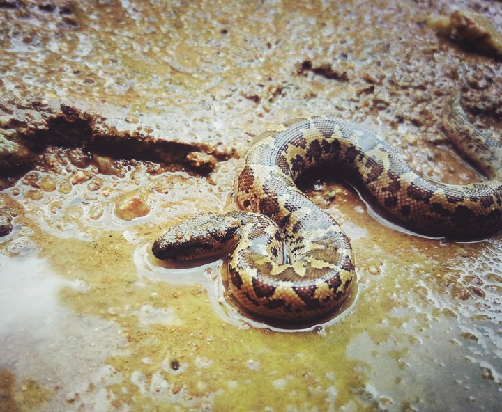 snake
