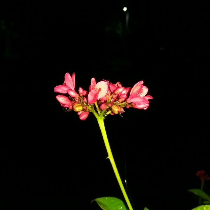 Red Flower with buds with Raindrops