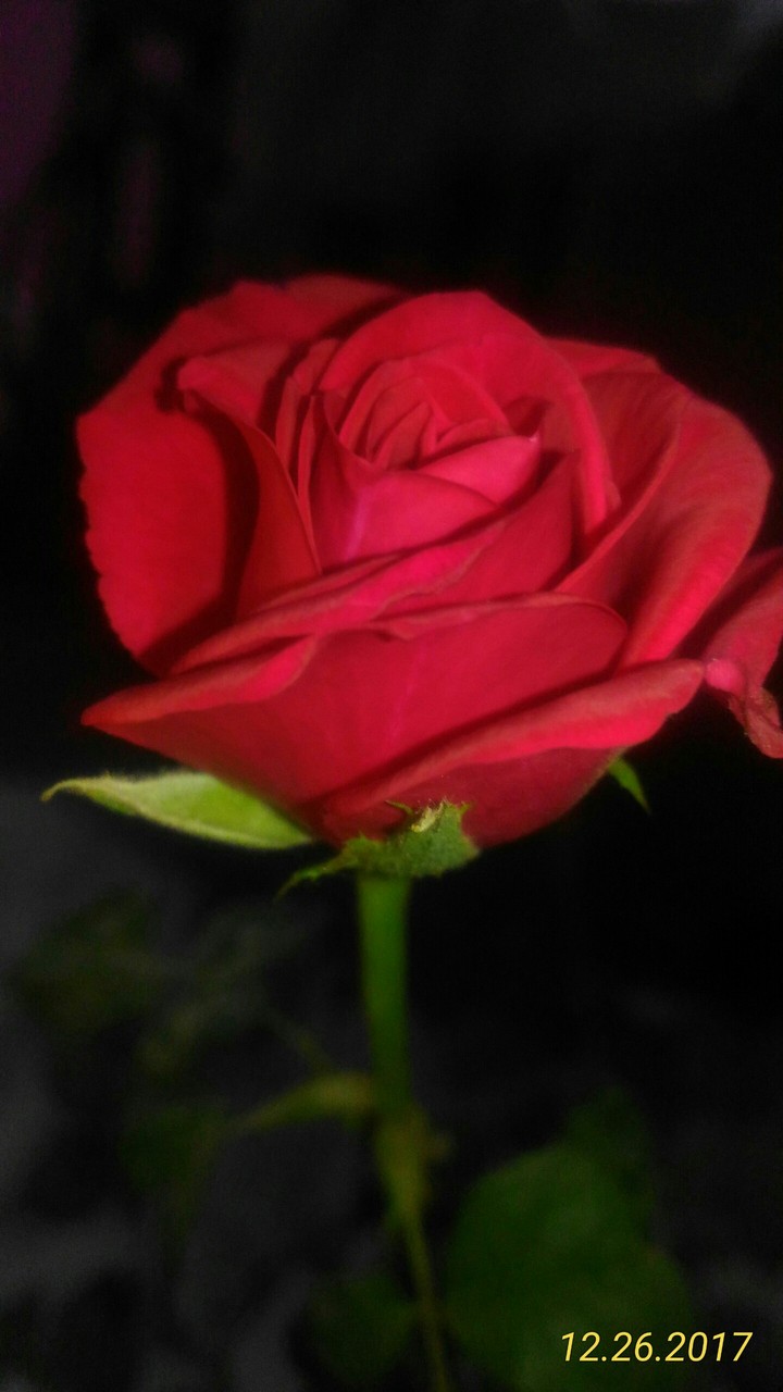 red rose