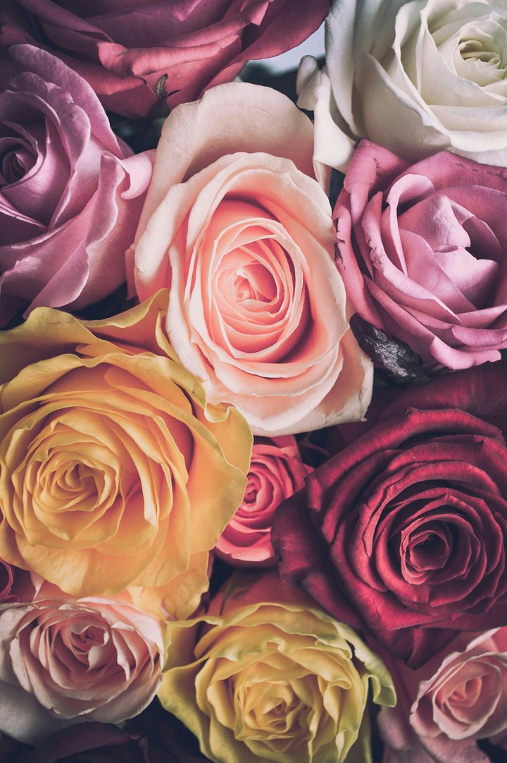love Rose