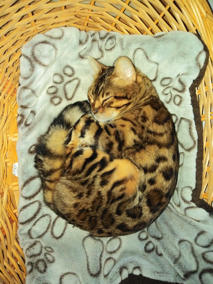 Bengall cats
