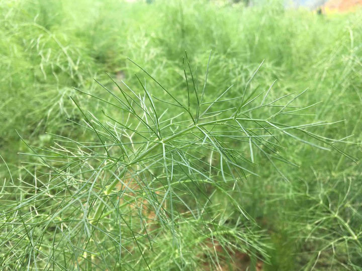 Green Herb