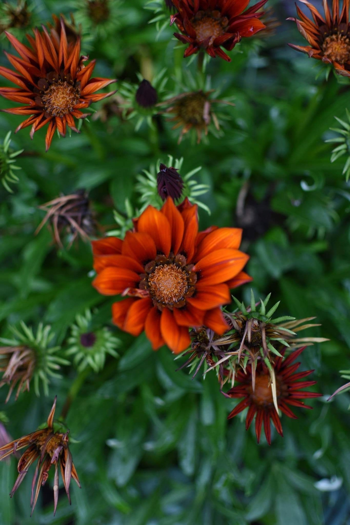 Fleur