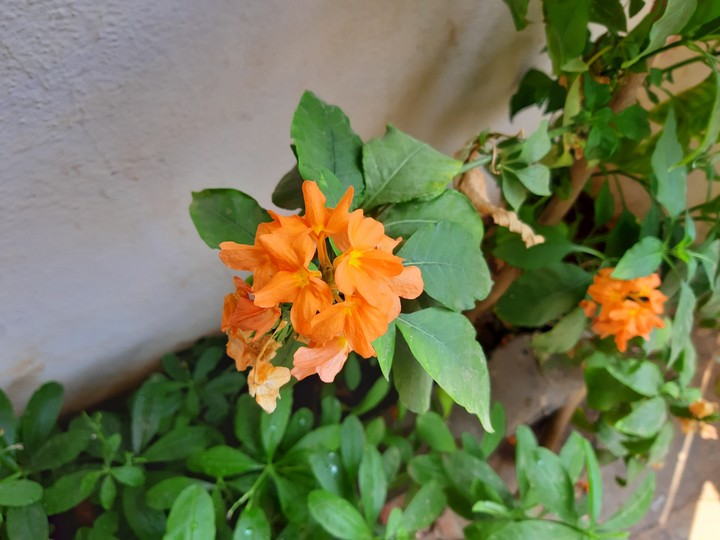 Flower