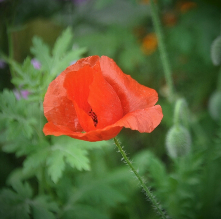 #poppy