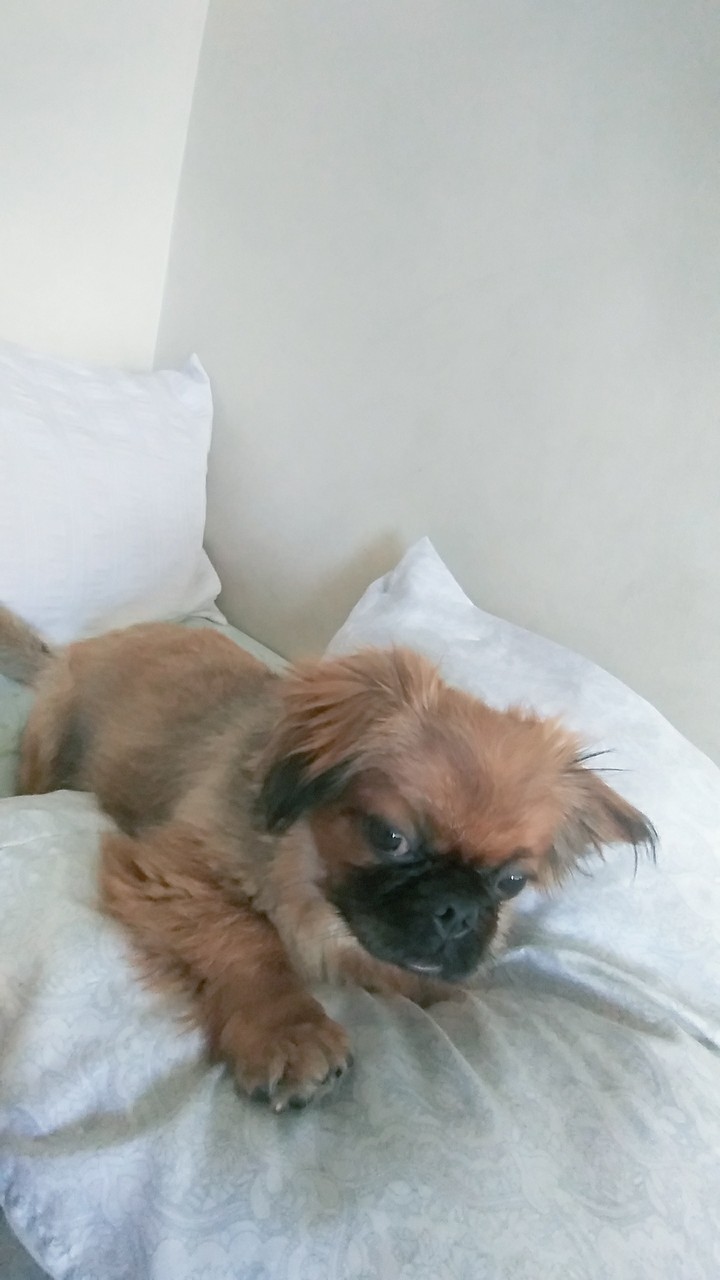 gufy
