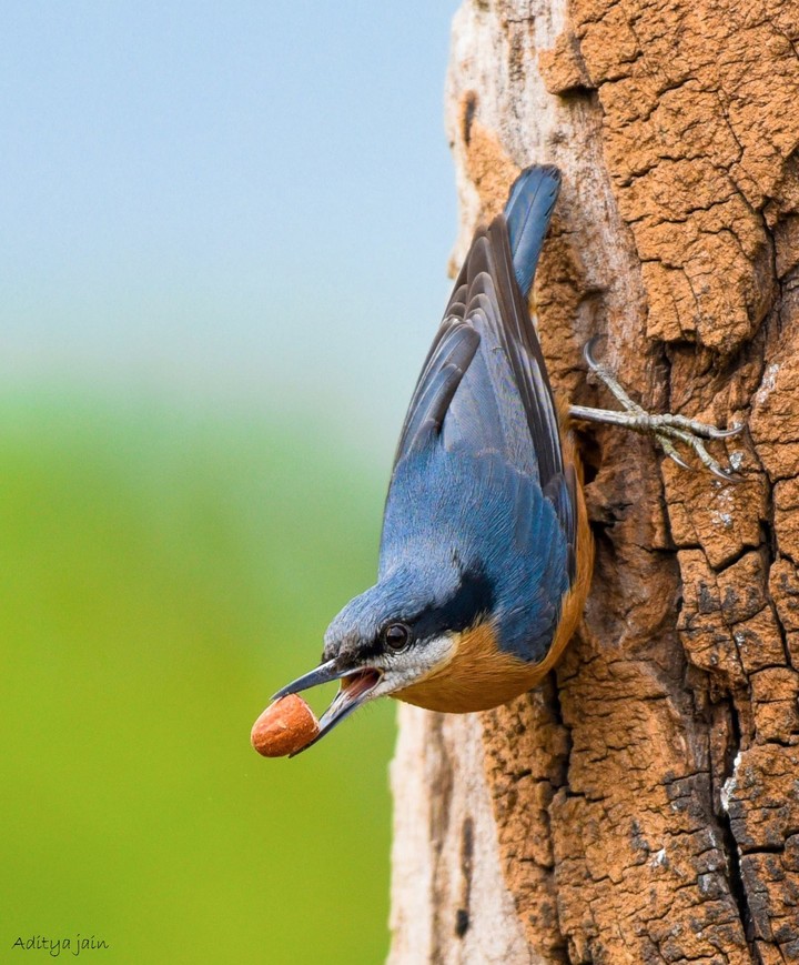 Chestnut-bellied Nuthatch