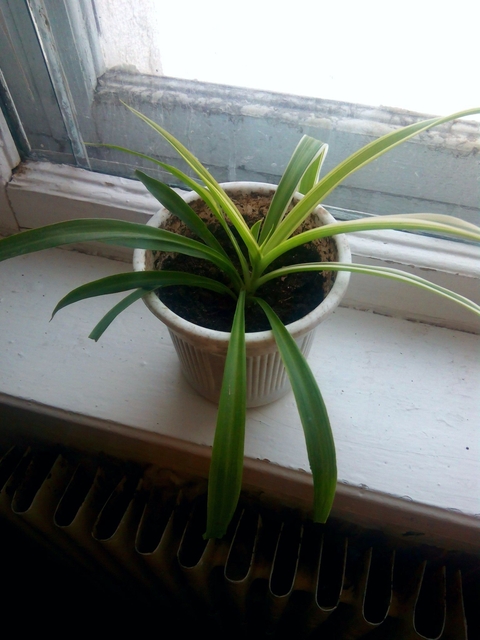 plant