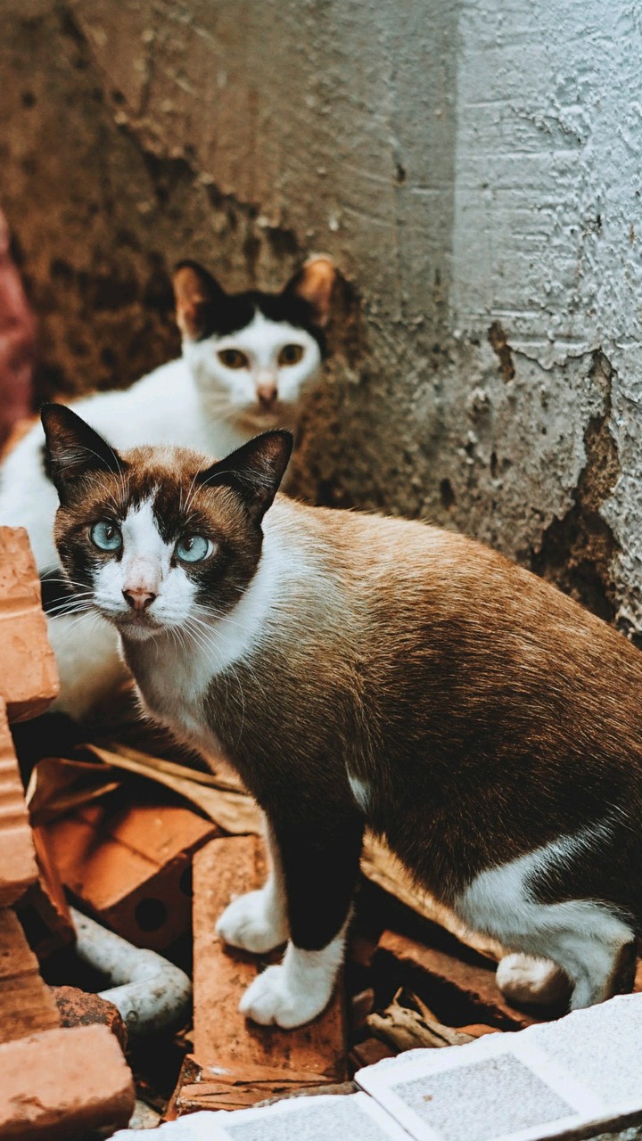 cat kitten - by amir ansari
