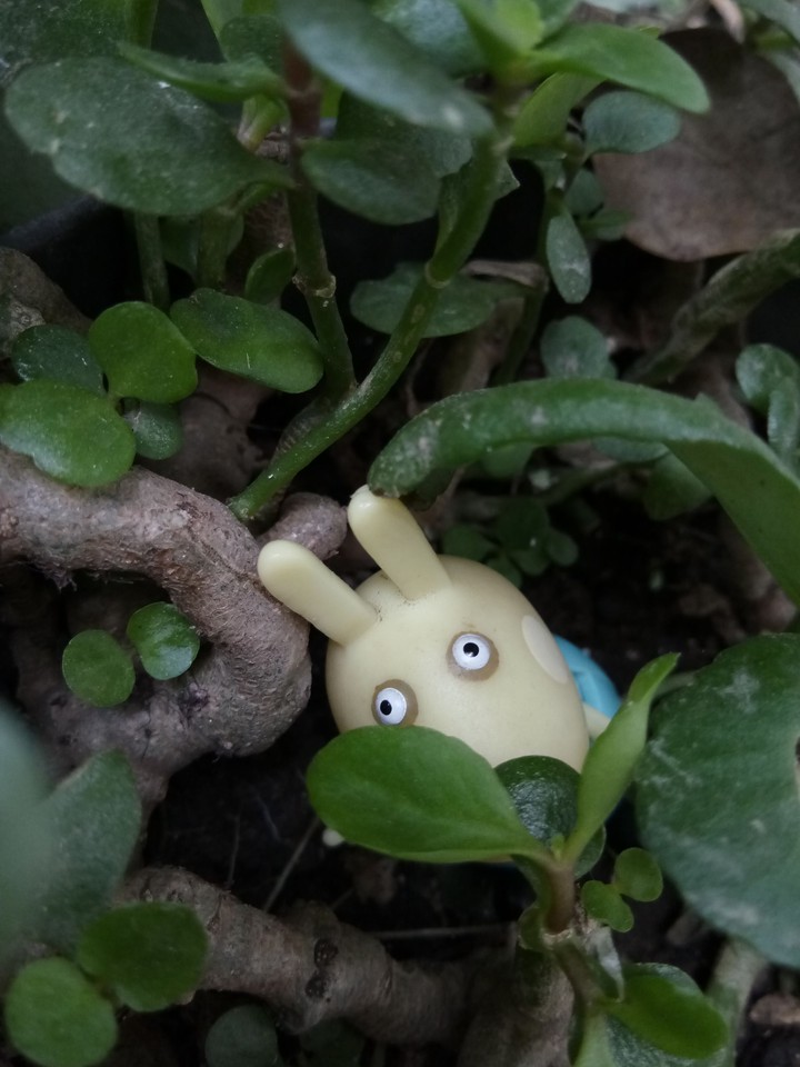 hide and seek