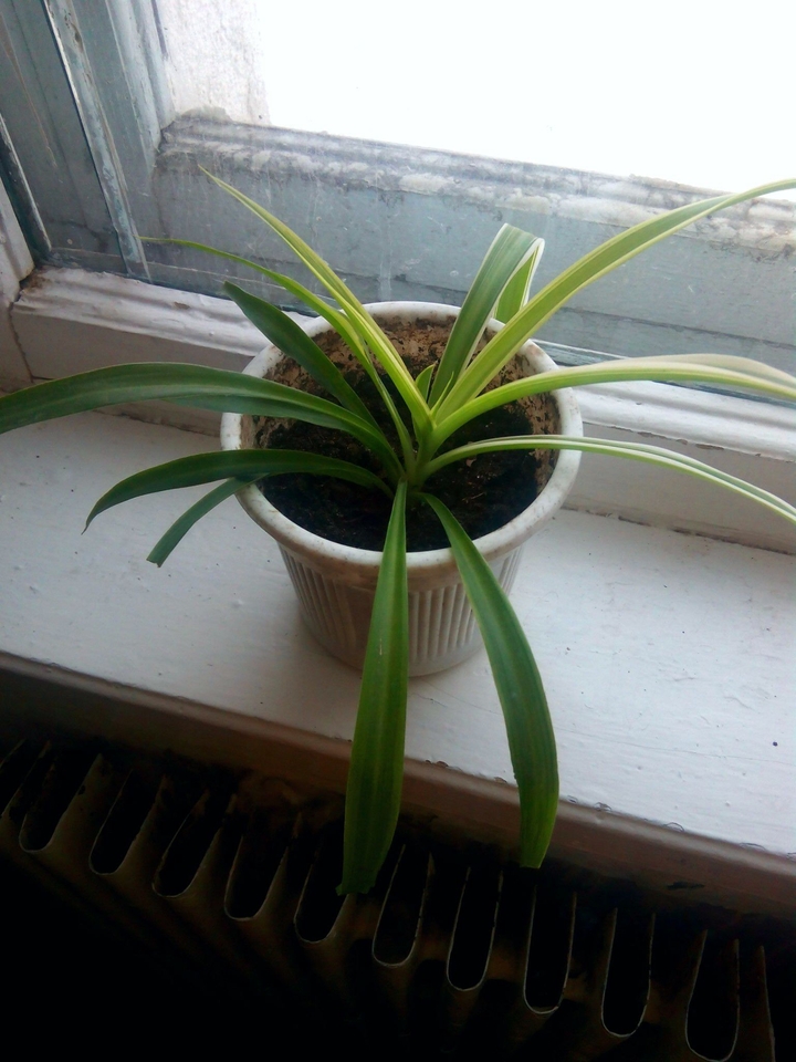 plant