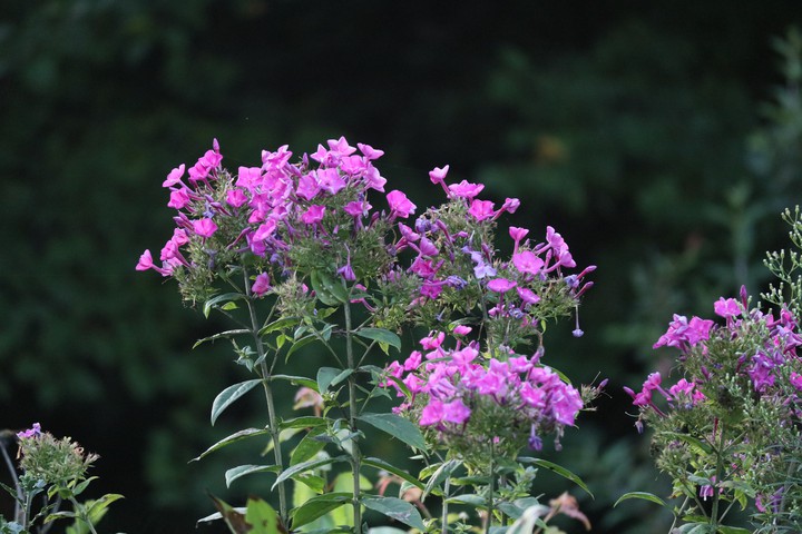 ピンク色の花