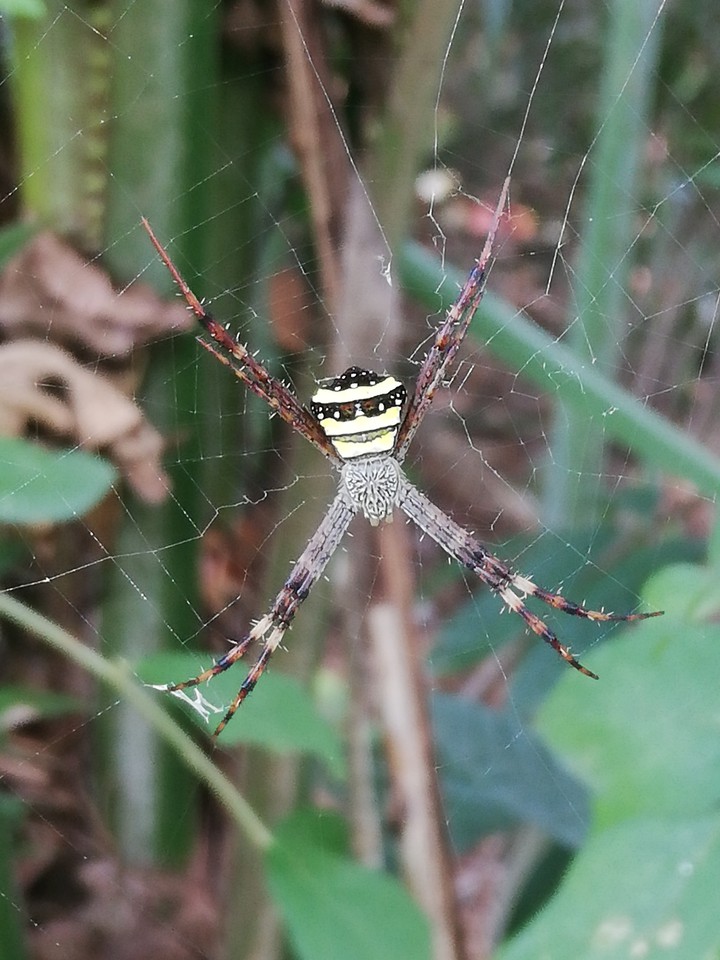 spider waiting for pray