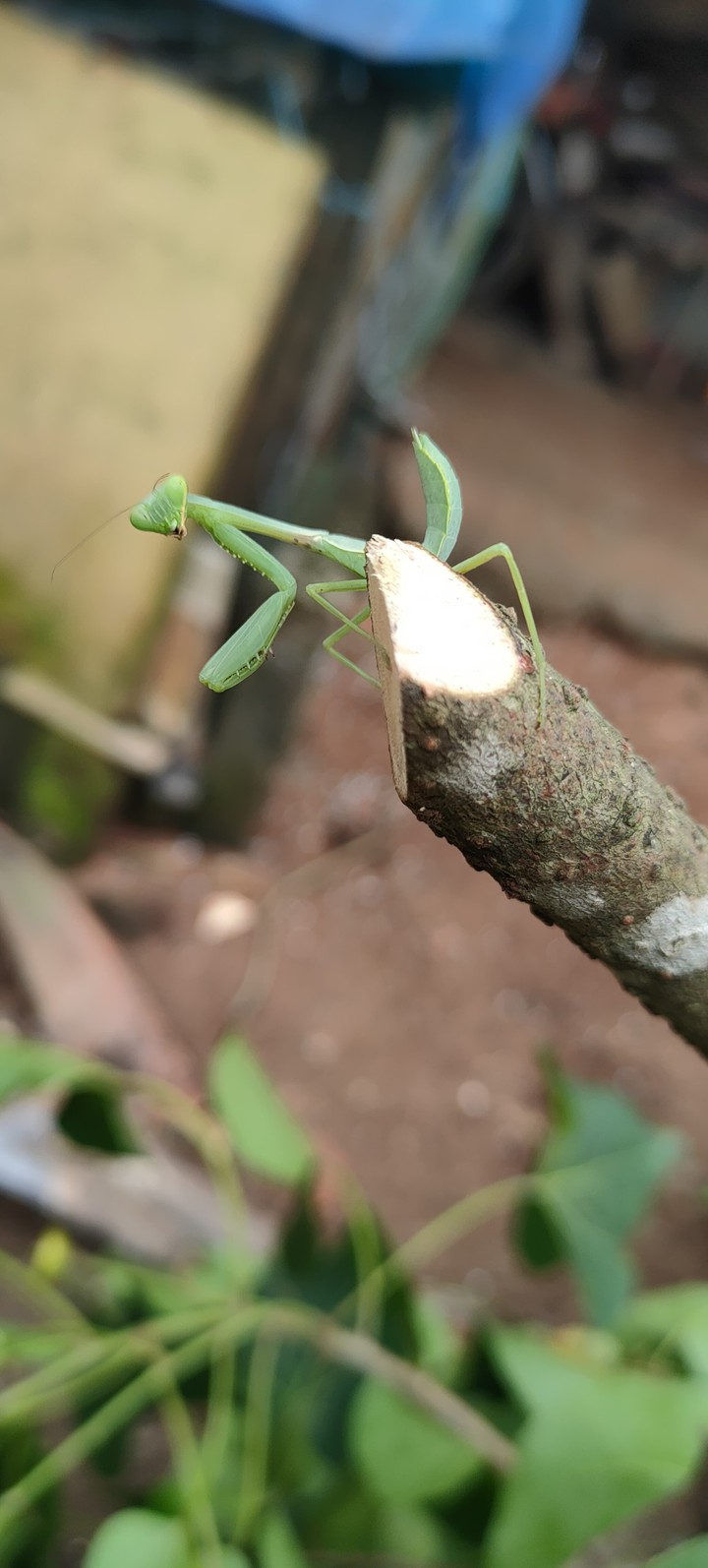 Grass Hopper