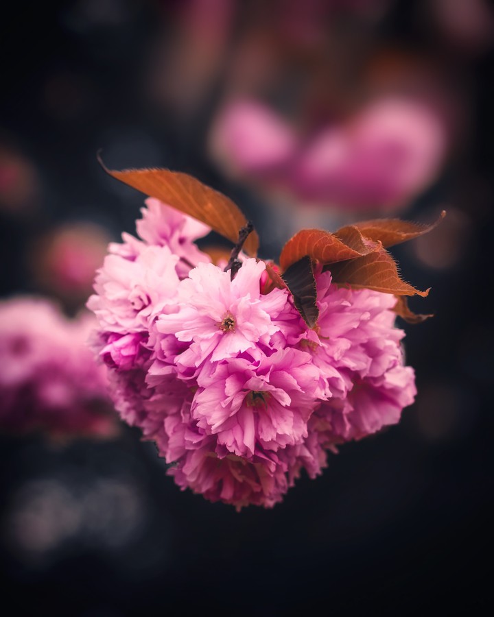 pink flowers