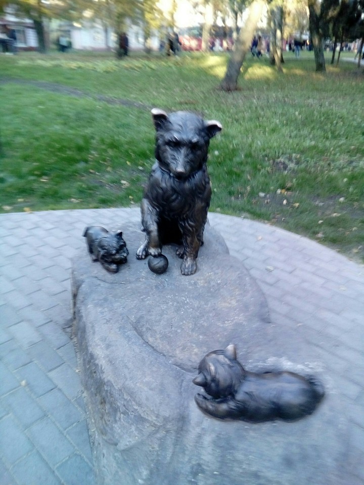 собаки