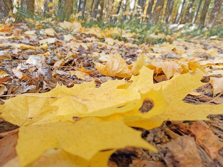 Autumn