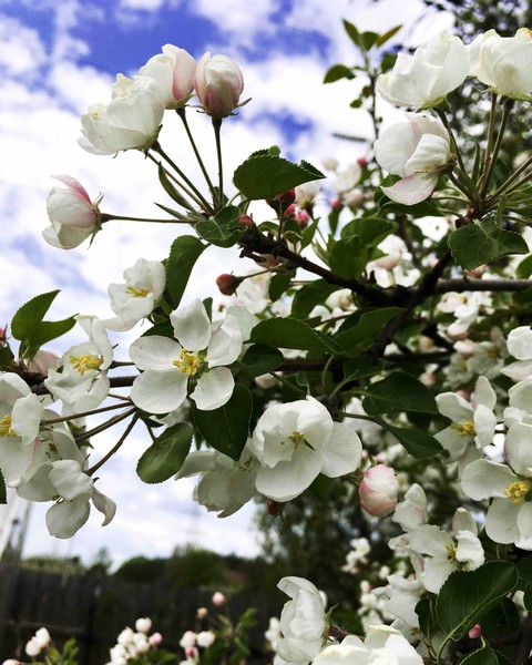 тапети flower, petal