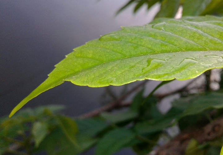 Green leaf