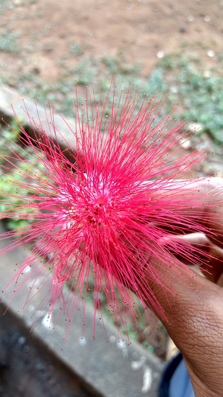 Red is Beautiful