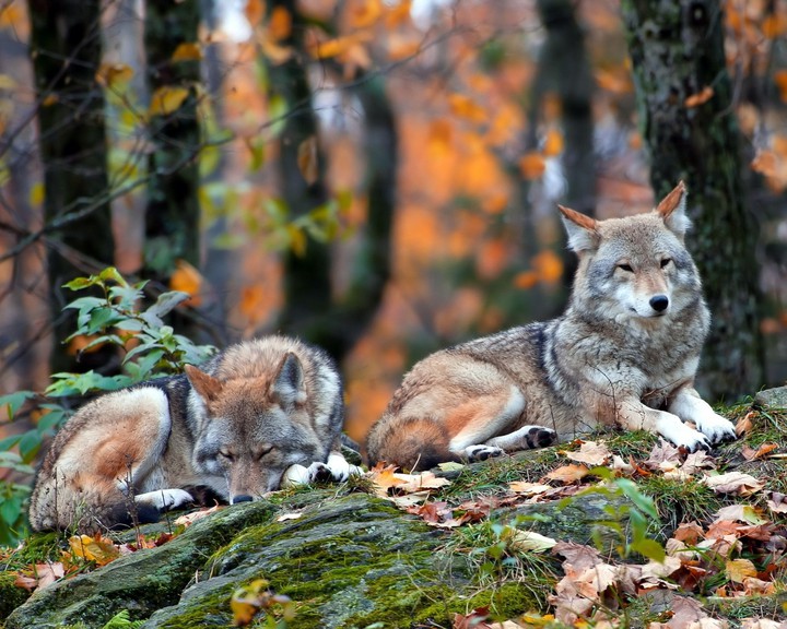 wolf