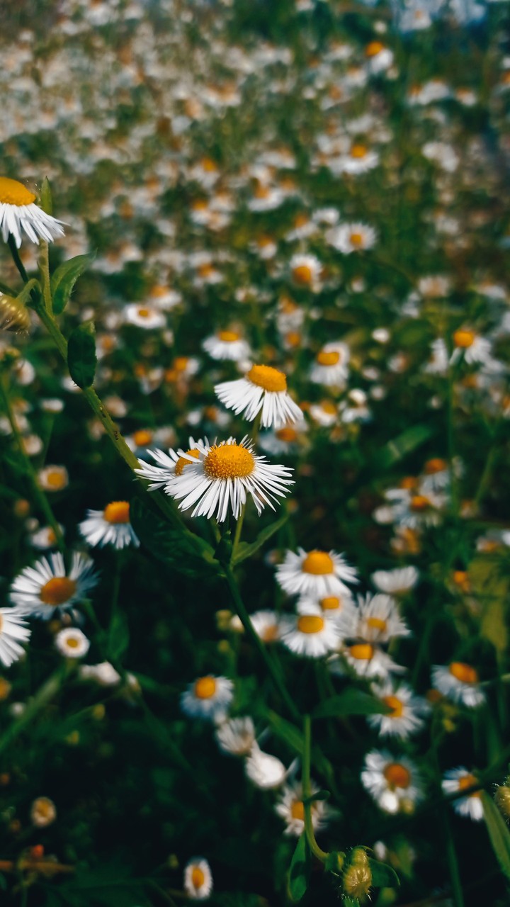 chamomile