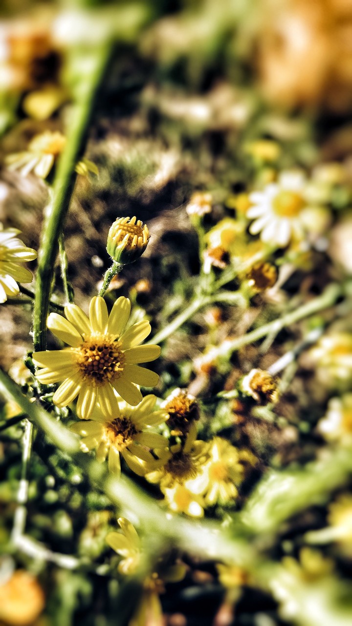Yellow Flowers - Macro