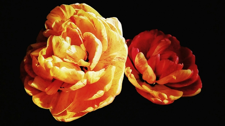tulips