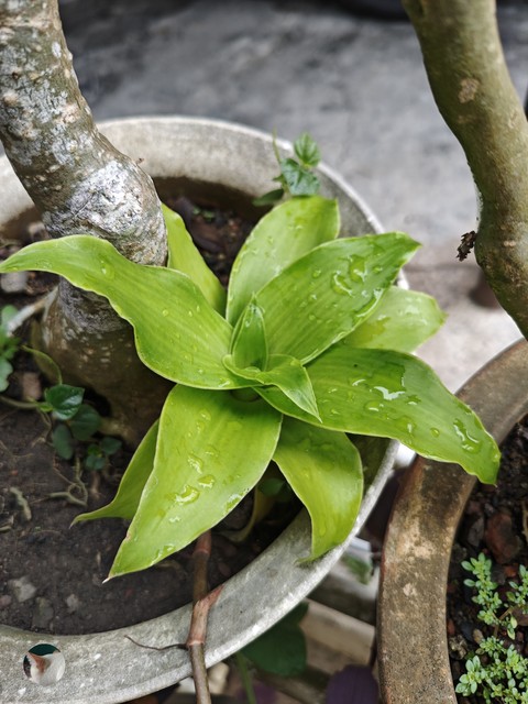 Herb, Menispermaceae, Geraniums