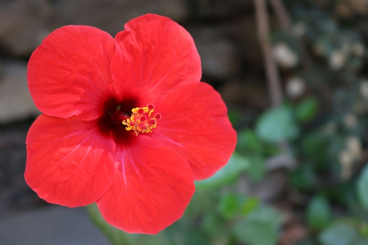 Flower || Barcelona