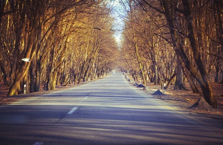 Forest