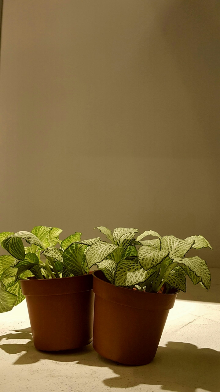 Couple plants